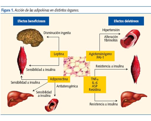 Figura 1. Acción de las adipokinas en distintos órganos.